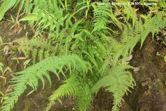 Pityrogramma calomelanos